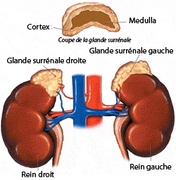 glande-surrenale