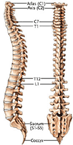 colonne-vertebrale