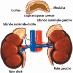 glande-surrenale