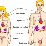 systeme-endocrinien-grande